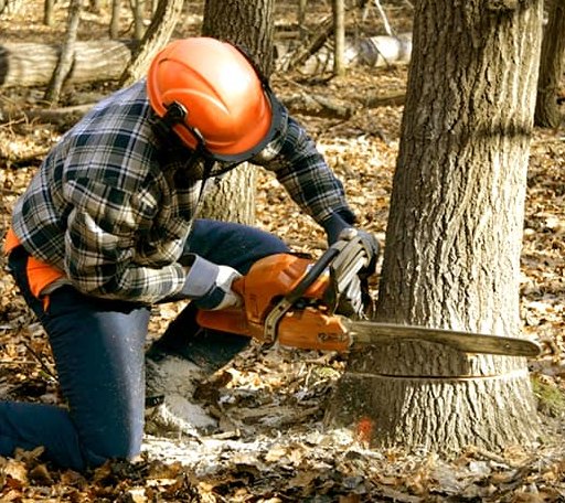 Tree Removal in Georgetown, MS
